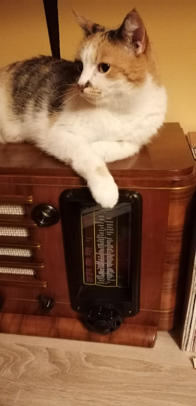 Cat approved