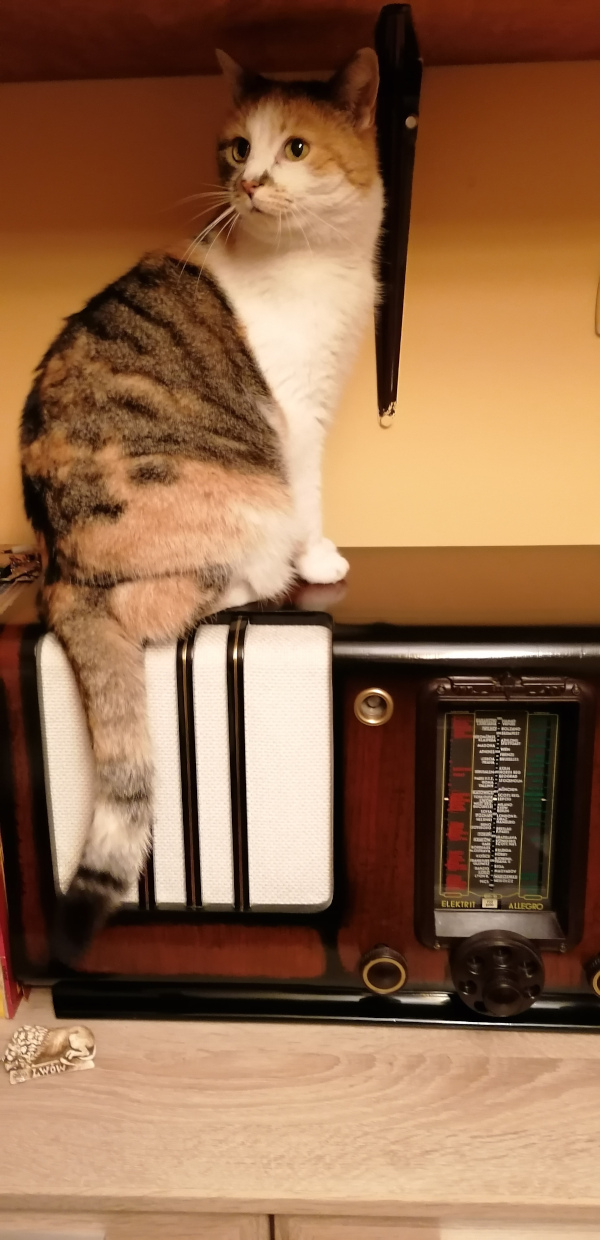 Cat approved